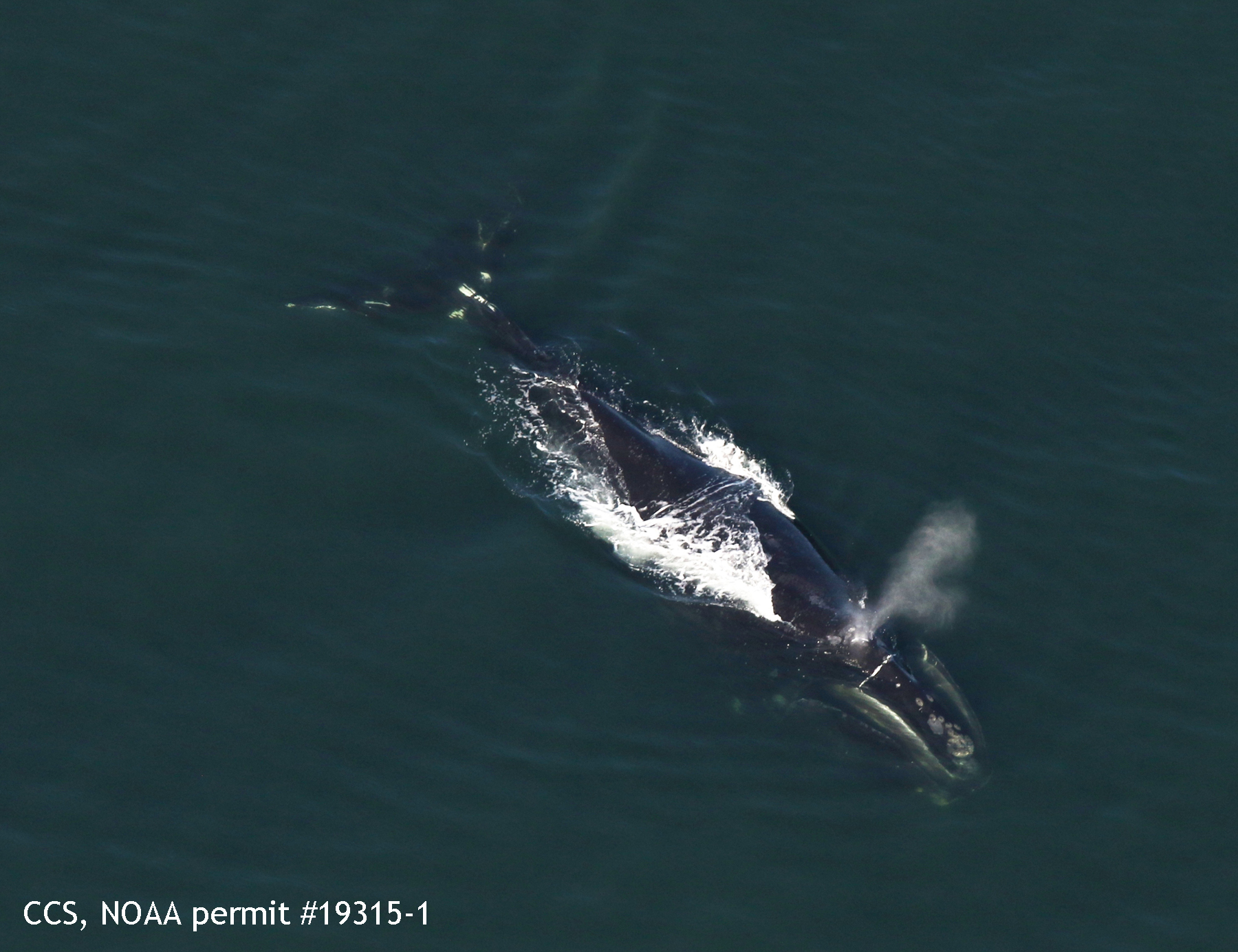 north atlantic right whale named meridian feeds in cape cod bay