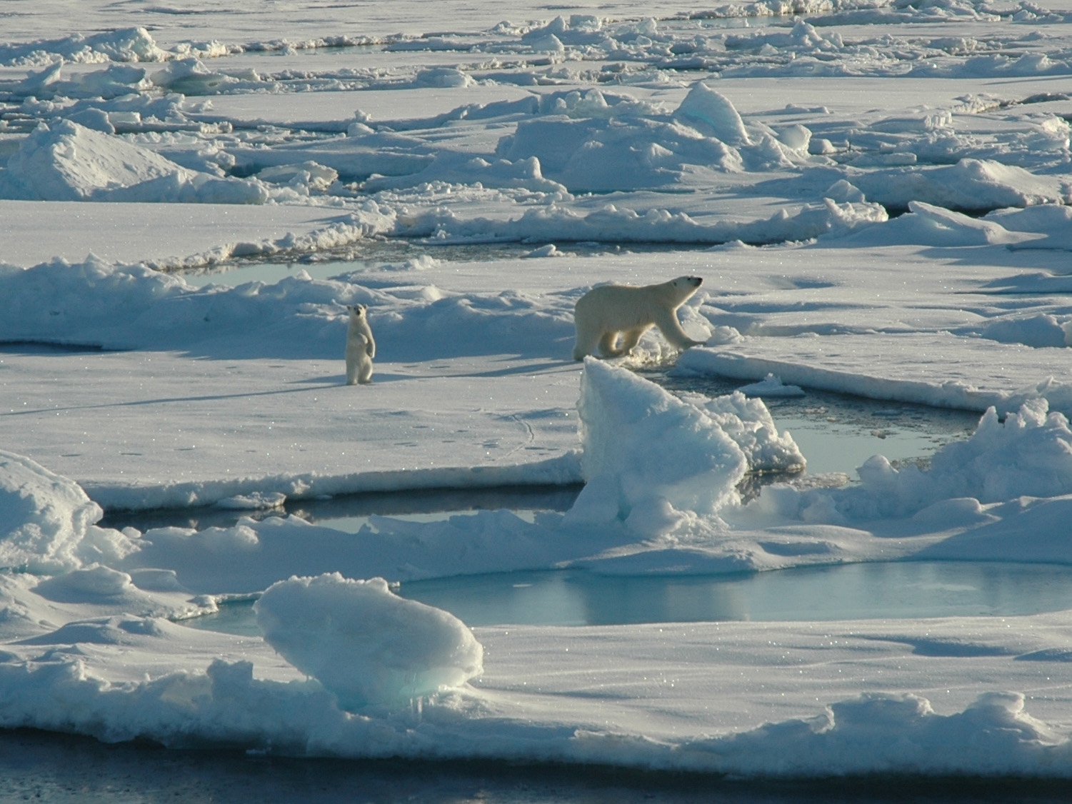 polar bear with cub in the beaufort sea in alaska north of point barrow