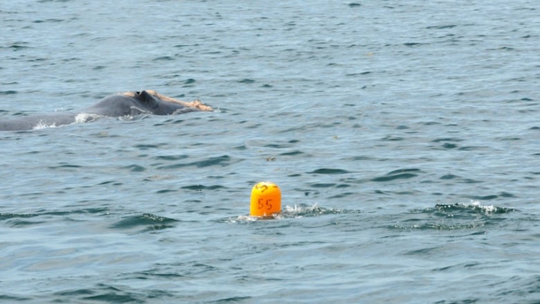 north atlantic right whale #3843 entangled in the bay of fundy in 2018