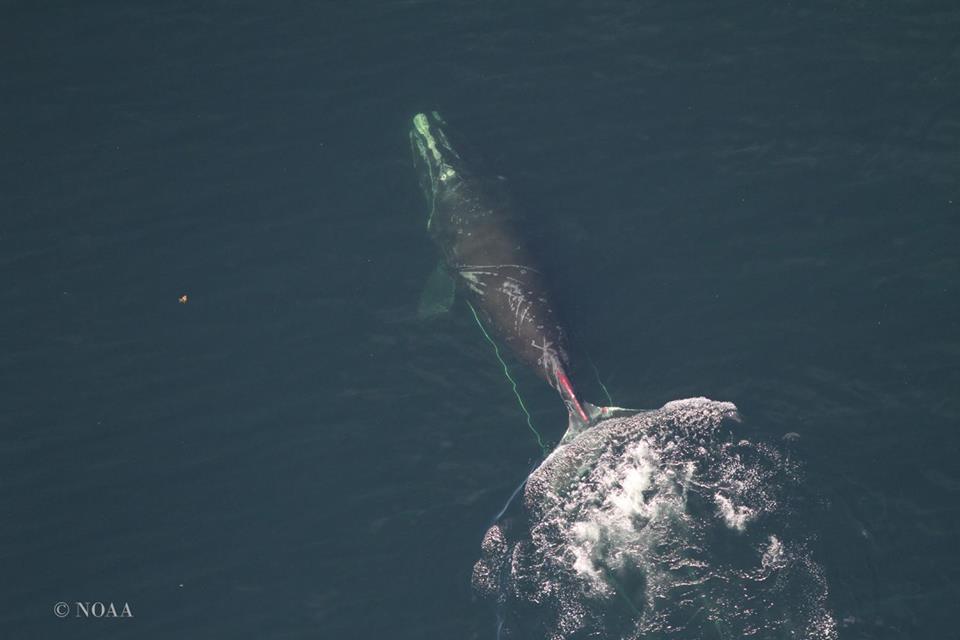 North Atlantic right whale #3312 near Miscou Island in the Gulf of St. Lawrence with fresh wounds caused by an entanglement in fishing gear