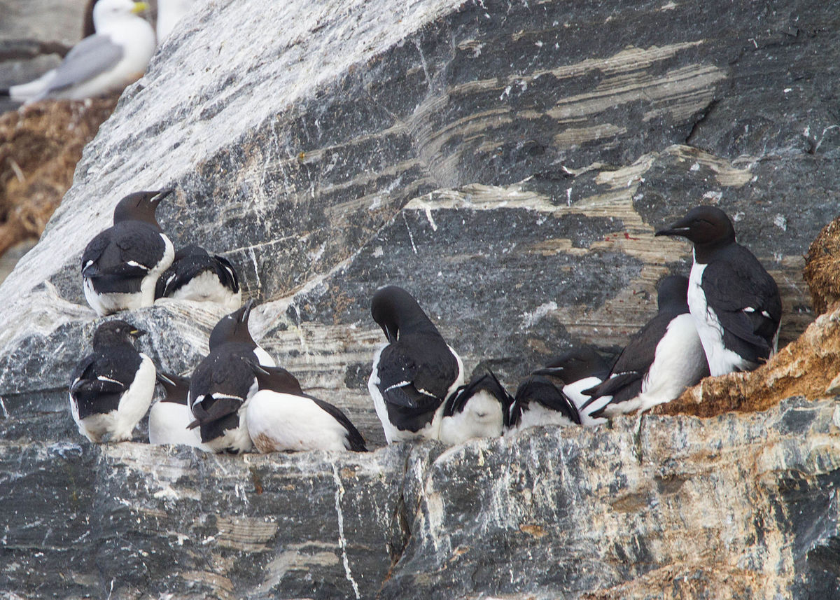 image of thick billed murres