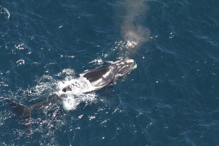 Image of North Atlantic right whale named Arpeggio