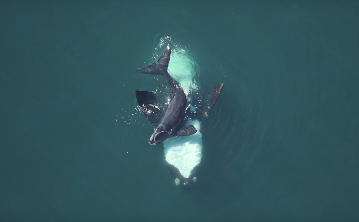 Gannet cradling her one month old calf