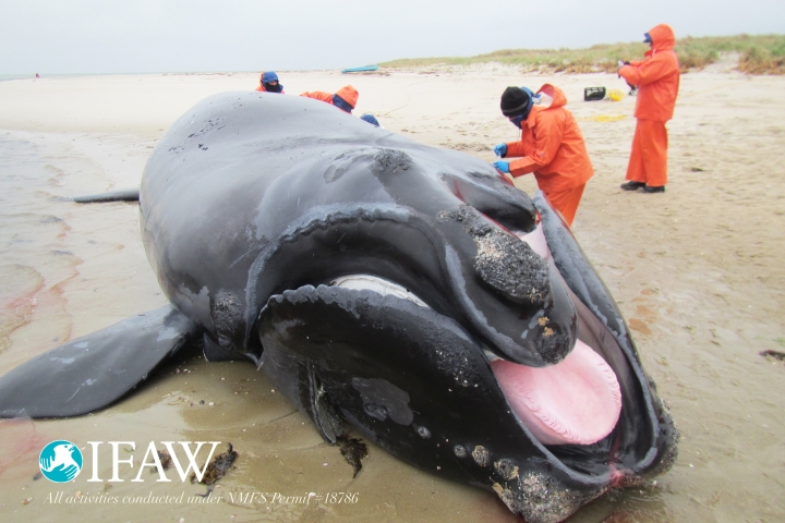 Punctuation's 8th calf after being towed to shore