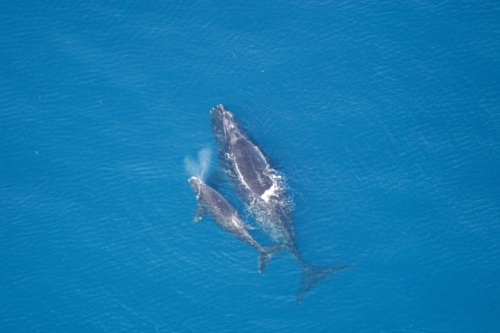 Image of North Atlantic right whale and calf