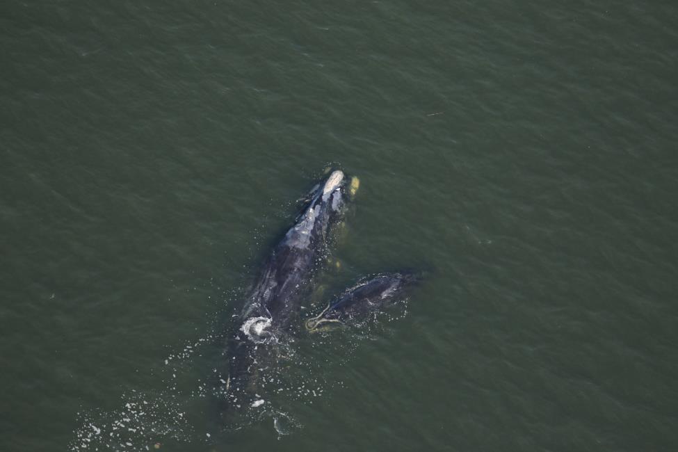 Punctuation with her calf in Georgia in January of 2016